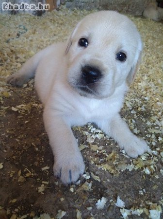 Labtador Retriever Fajtatiszta jellegű kölyök