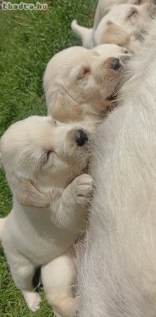 Labtador Retriever Fajtatiszta jellegű kölyök