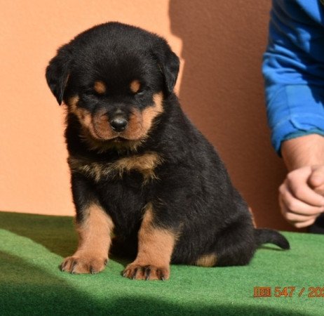 Rottweiler