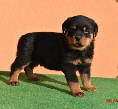 Rottweiler