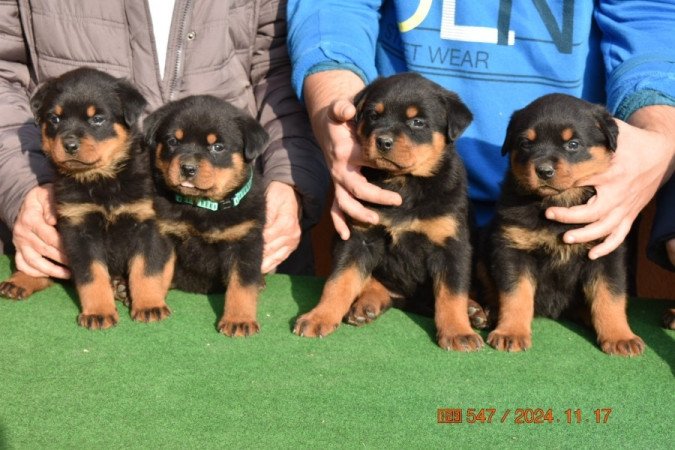 Rottweiler