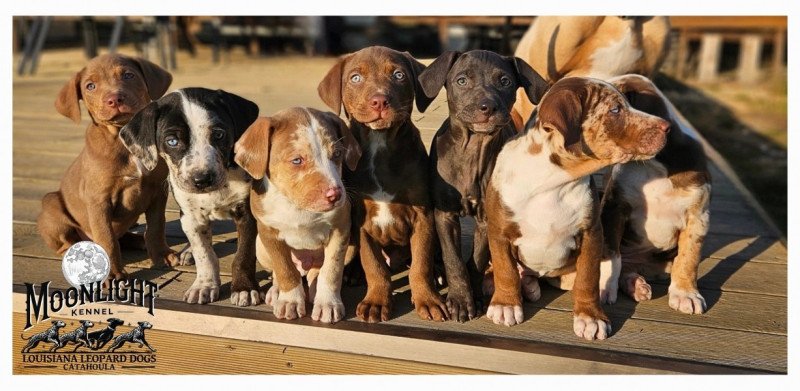 Louisiana leopárd Catahoula