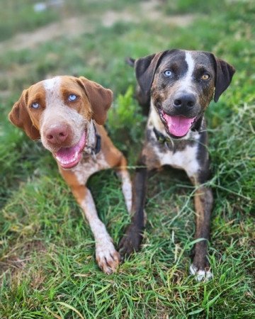 Louisiana leopárd Catahoula