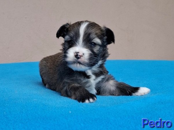 Bichon havanese