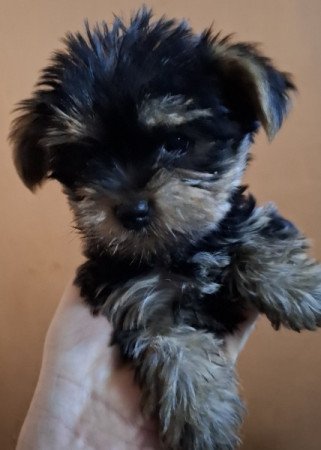 Mini yorki