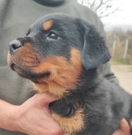 Rottweiler