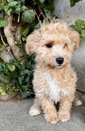 Maltipoo maltai selyem es torpe uszkar