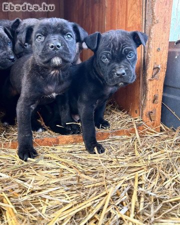 Cane corso