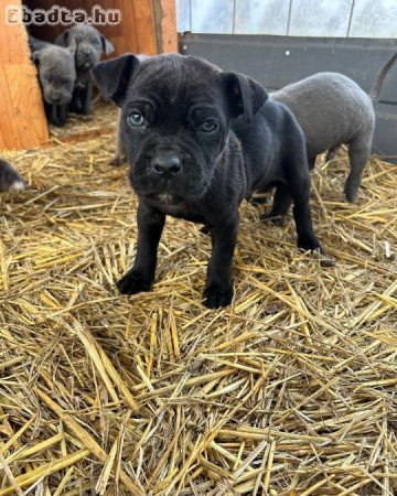 Cane corso