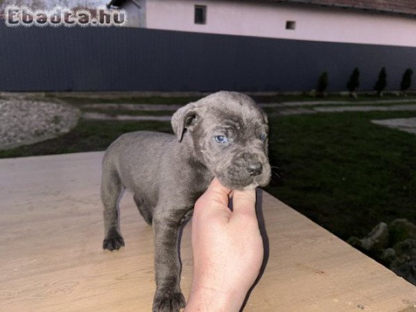 Cane corso