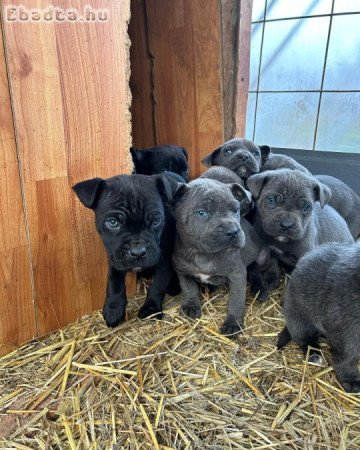 Cane corso