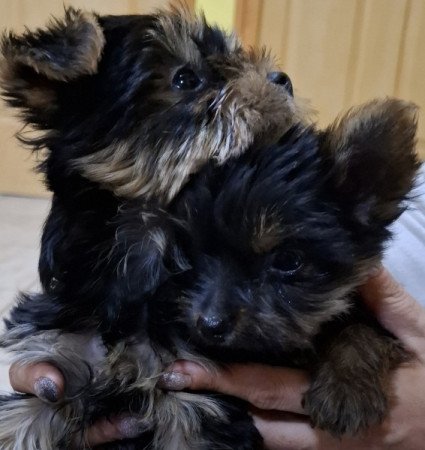 Mini yorki