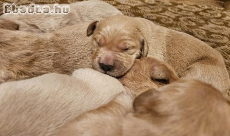 Golden Retriever kiskutyák foglalhatók.