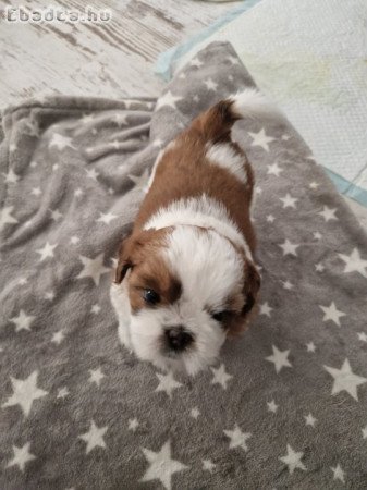 Shih-Tzu kiskutyák eladók