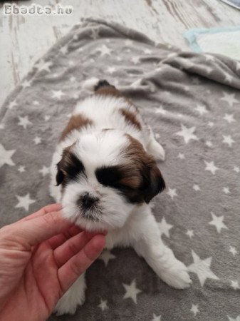 Shih-Tzu kiskutyák eladók