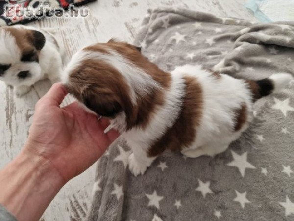 Shih-Tzu kiskutyák eladók