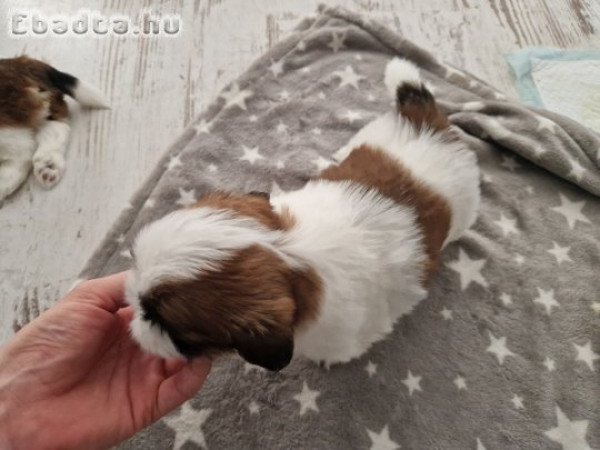 Shih-Tzu kiskutyák eladók