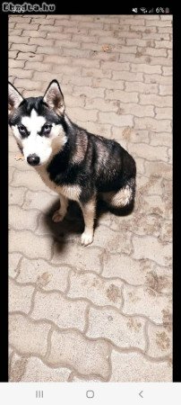 Ingyen elvihető Husky kislány