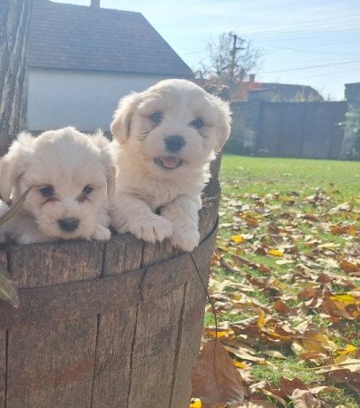 Bichon havanese