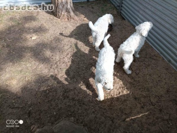 Komondor kölykök