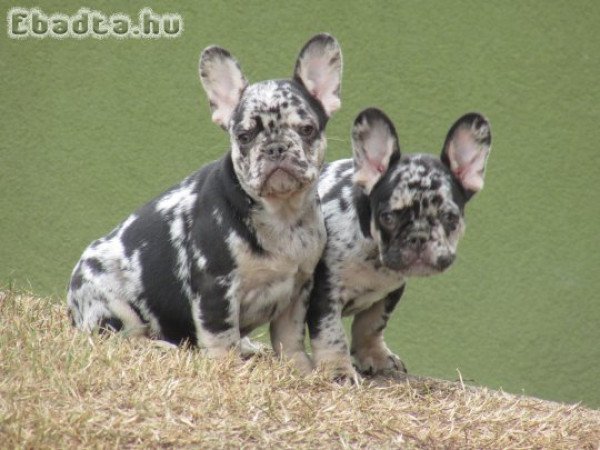 Choco and tan merle francia bulldog kisfiúk