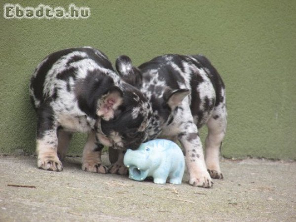 Choco and tan merle francia bulldog kisfiúk