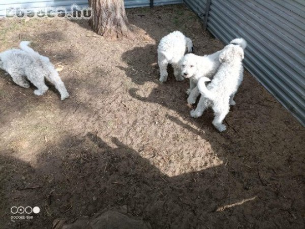 Komondor kölykök