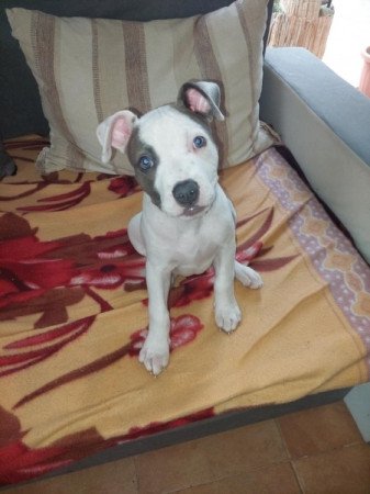 amerika staffordshire terrier