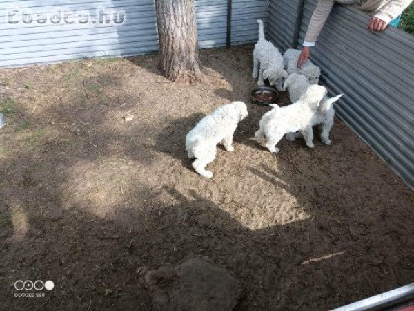 Komondor kölykök