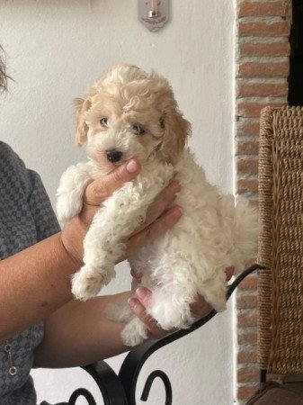 Máltai+uszkár=Maltipoo havanese bichon