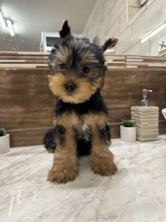 Yorkshire terrier