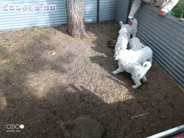 Komondor kölykök