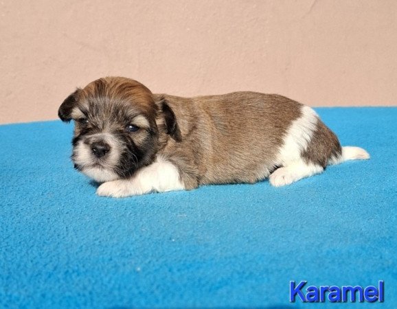 Bichon havanese