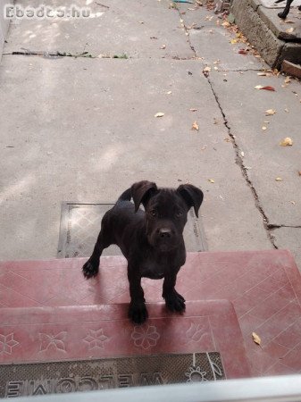 Cane Corso szuka