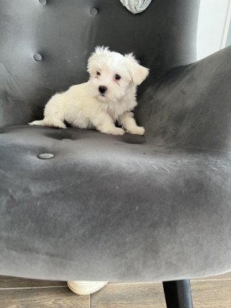 Bichon havanese