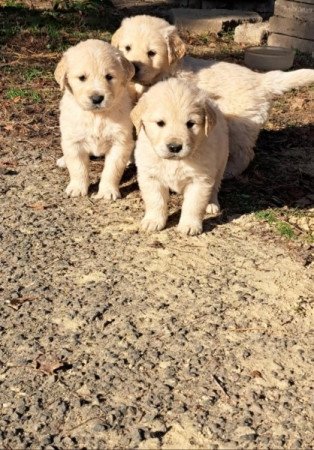 Golden Retriever