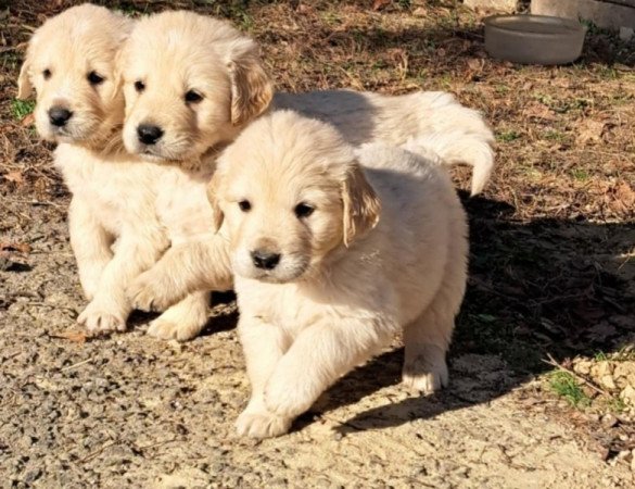 Golden Retriever