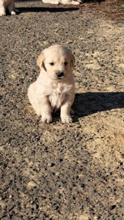 Golden Retriever