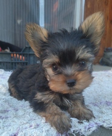 Yorkshire terrier