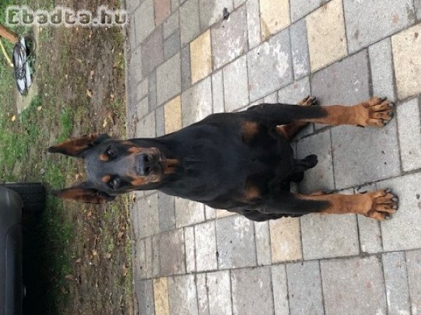 Dobermann kölykök eladók