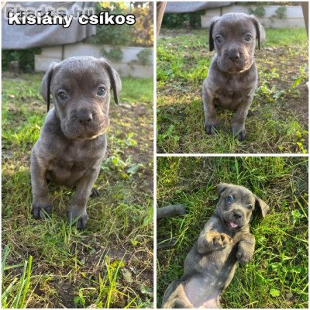 9 hetes Cane Corso kölykök