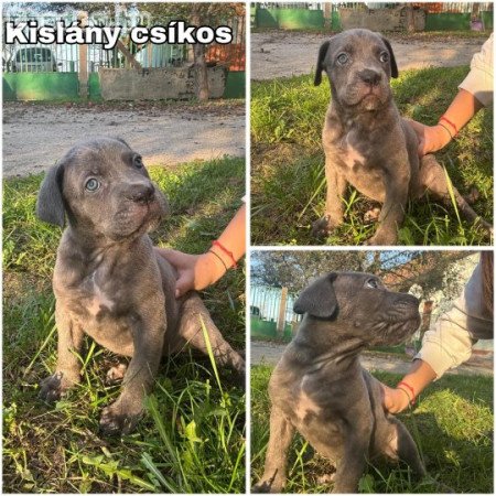 9 hetes Cane Corso kölykök