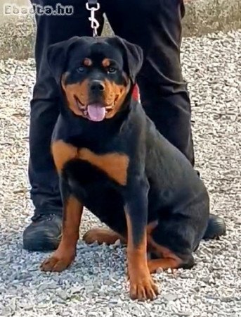 Rottweiler szuka  eladó