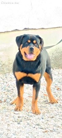 Rottweiler szuka  eladó