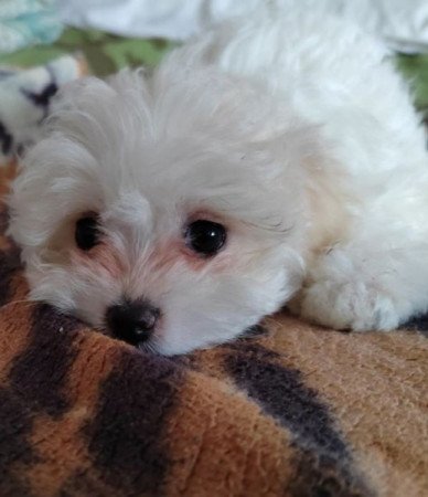 Bichon havanese