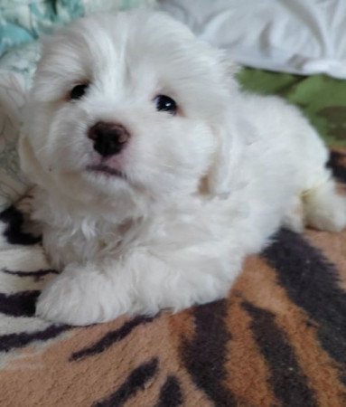 Bichon havanese