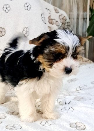 Biewer yorkshire terrier