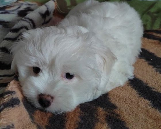 Bichon havanese