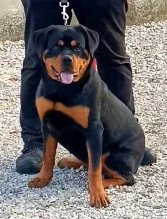 Rottweiler