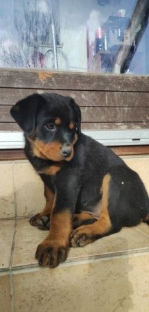 Rottweiler